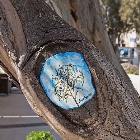 Eucalyptus 2*